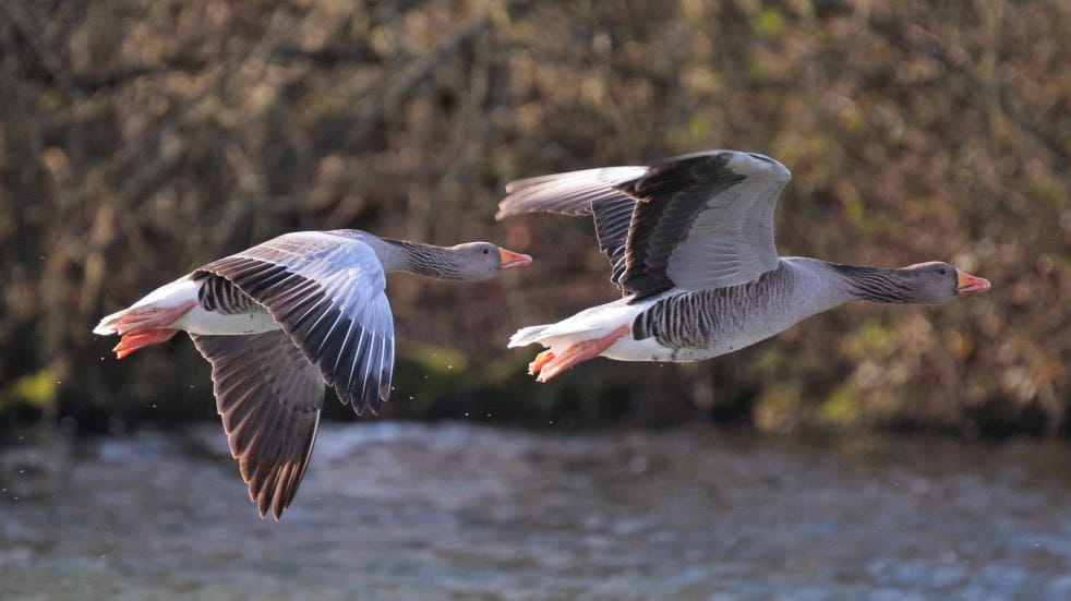 Birds flying over water-2